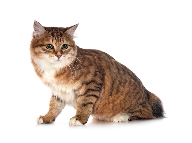 Kurilian Bobtail isolated