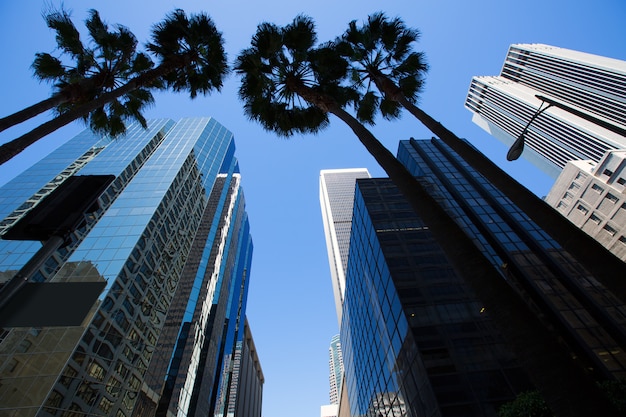 LA Los Angeles downtown with palm trees