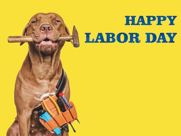 LABOR DAY Lovable brown puppy and hand tools