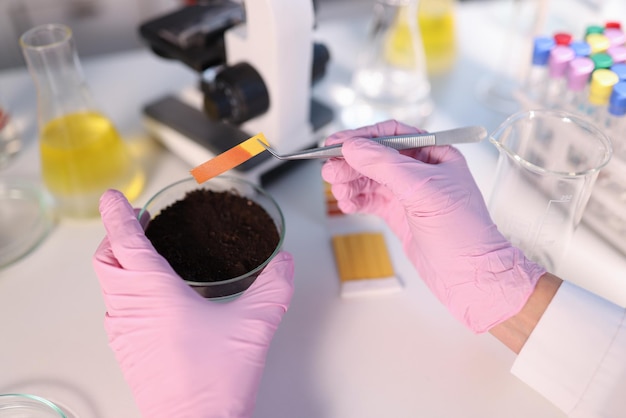 Laboratory analysis of soil scientist measures ph of soil sample with litmus strips