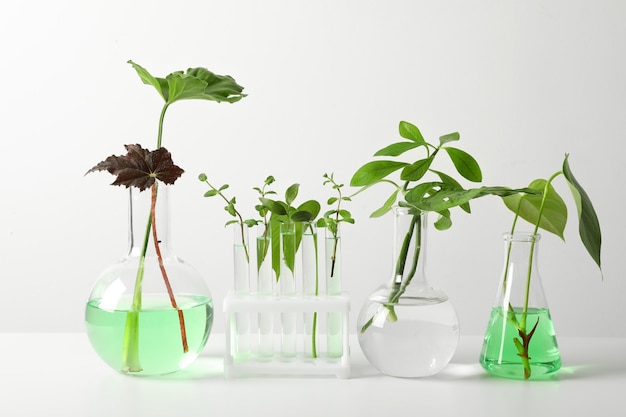 Laboratory glassware with plants on white background Chemistry concept