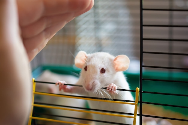 Laboratory rat and a human hand