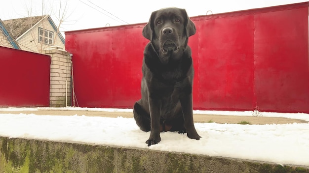 Labrador alternately sits and stands Portrait of a pet The animal the dog is black