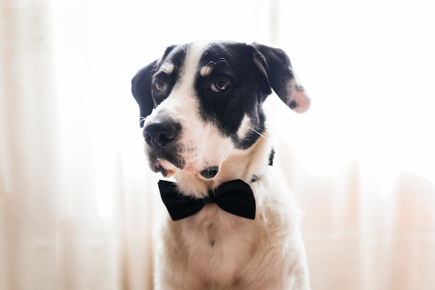 Labrador dog in a black bow tie. Best friend concept.