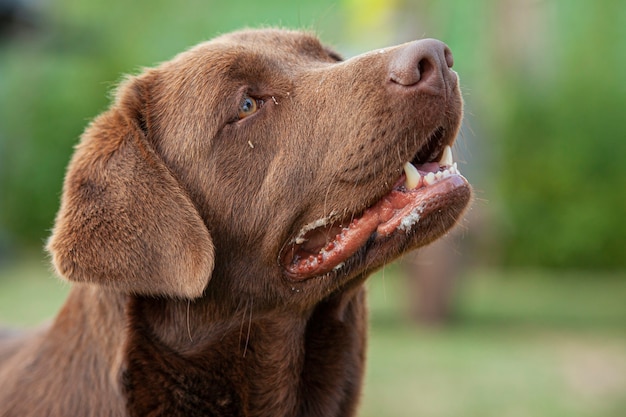 Labrador dog close up Portrait with a countryside backdrop