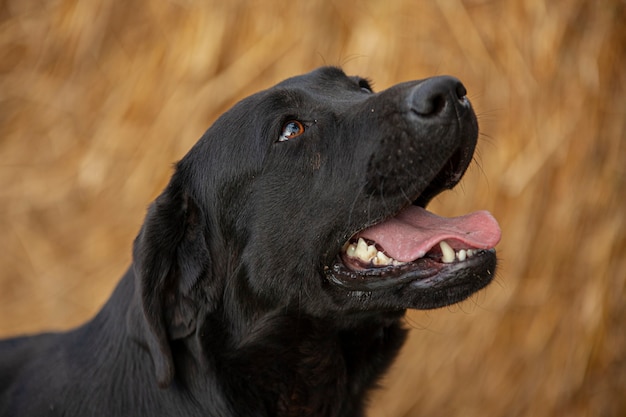 Labrador dog close up Portrait with a countryside backdrop