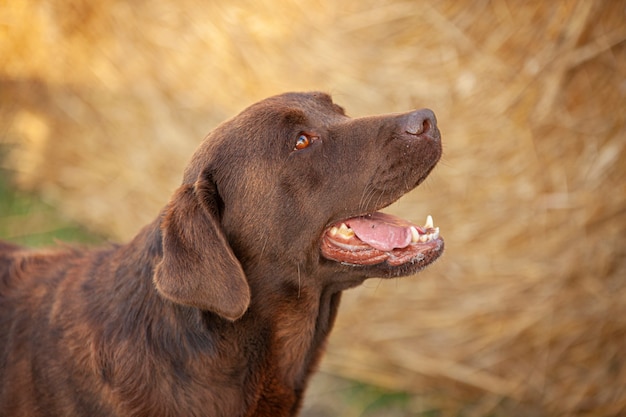 Labrador dog close up Portrait with a countryside backdrop