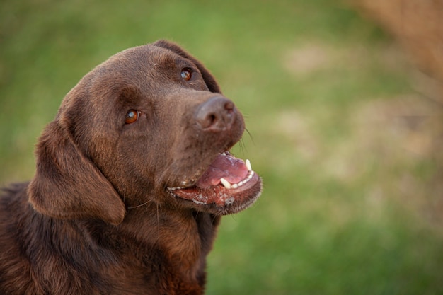 Labrador dog close up Portrait with a countryside backdrop