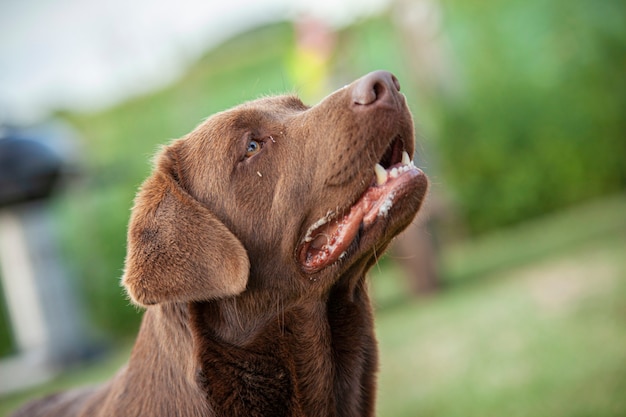 Labrador dog close up Portrait with a countryside backdrop