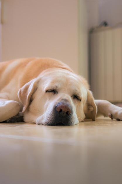 Labrador dog lying down sleeping at home