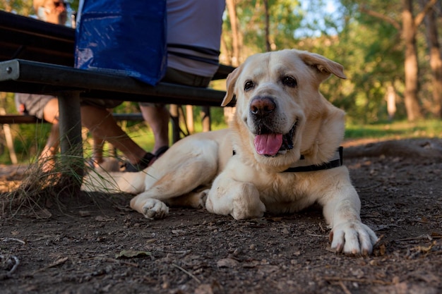 Labrador dog lying on the ground in a camping site