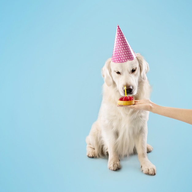 Labrador dog in party hat celebrating birthday female owner holding bday cake in hand blue