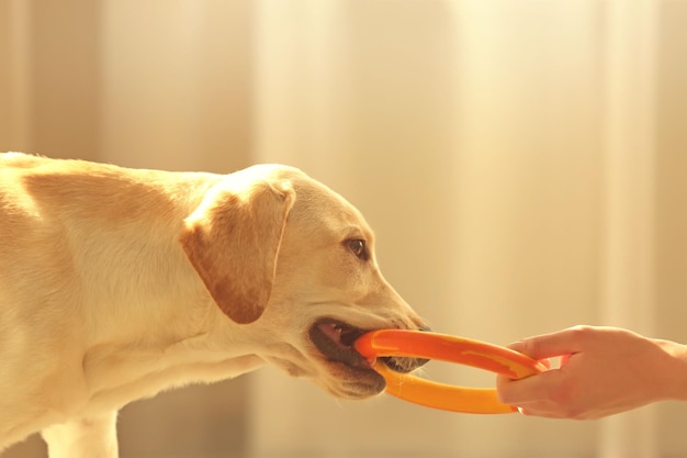 Labrador dog playing circle at home