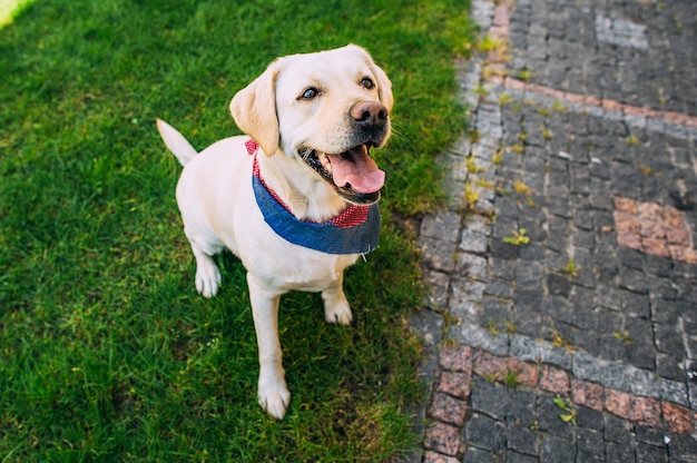  Labrador Dog standing in grass with his camouflage 