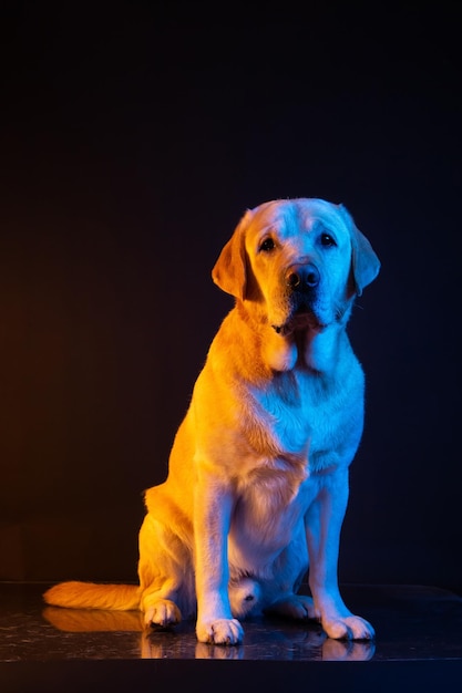 Labrador in the light of colored neon lamps portrait on a black background