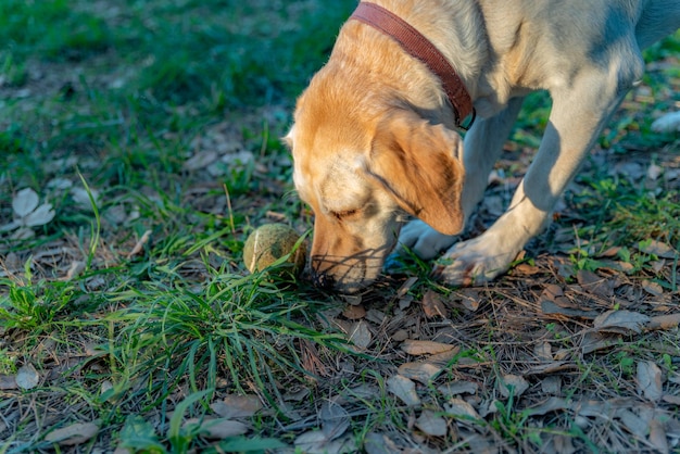 Labrador playing with a ball in the forest