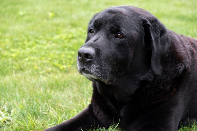 Labrador portrait. Outdoor