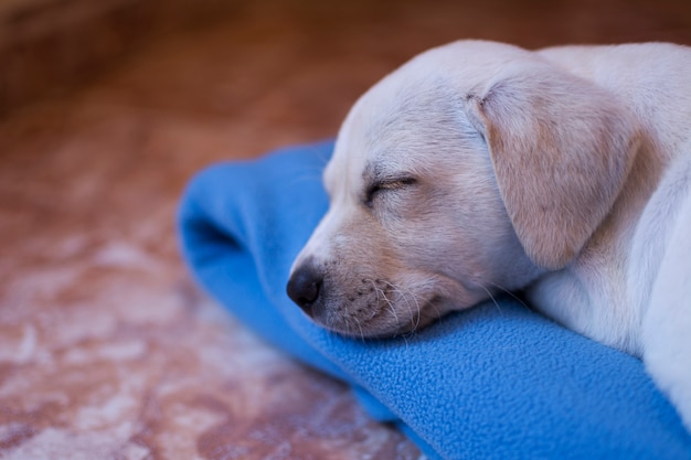 Labrador puppy dog, blond-haired, asleep on his blue blanket at home.	
