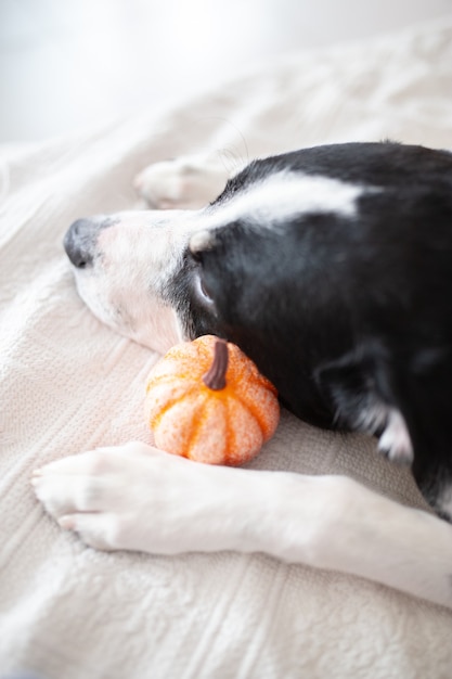 Labrador puppy head with a halloween pumpkin near his head