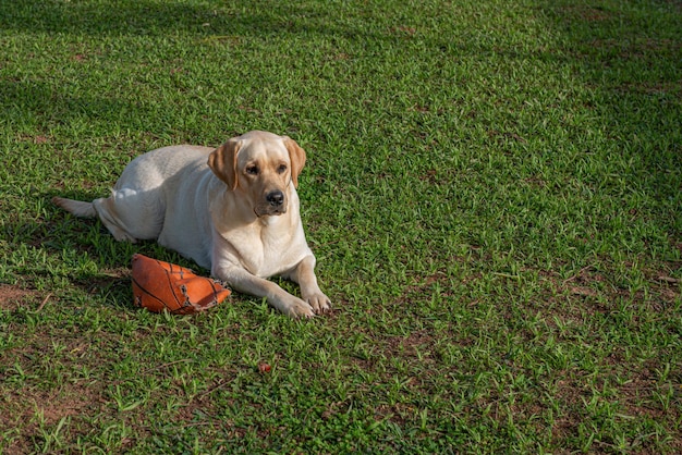 Labrador puppy lying on the grass with his toy beside him