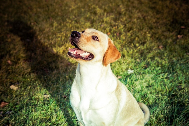 Photo labrador retriever dog in autumn