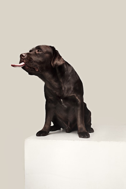 Labrador Retriever dog breed dog brown Wide tongue out hunger. emotions of animals and licking dog concept.