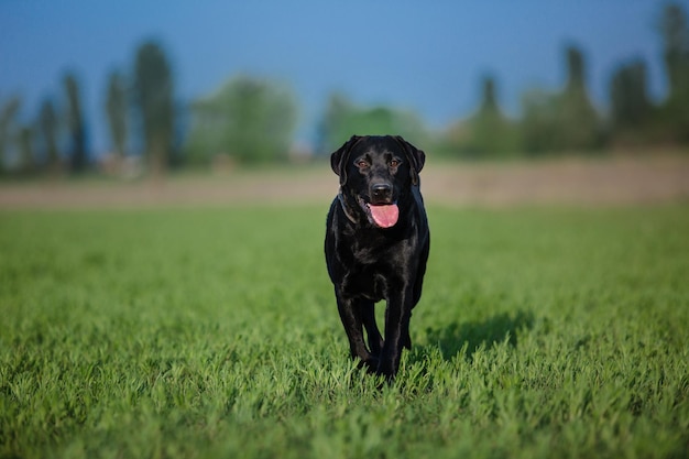 Labrador Retriever Dog breed on the field. Dog running on the green grass. Active dog outdoor.