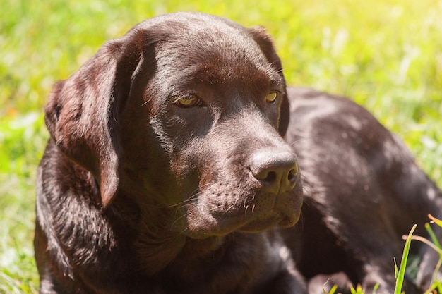 Labrador retriever dog lies on green grass on a sunny day Puppy pet