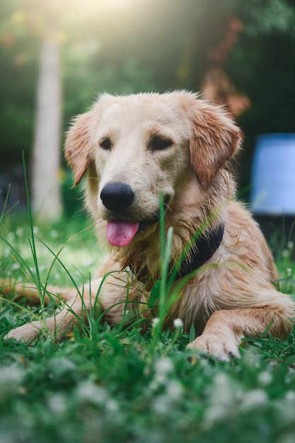 Labrador retriever dog puppy Sit and  Looking at something in the garden, on natural background