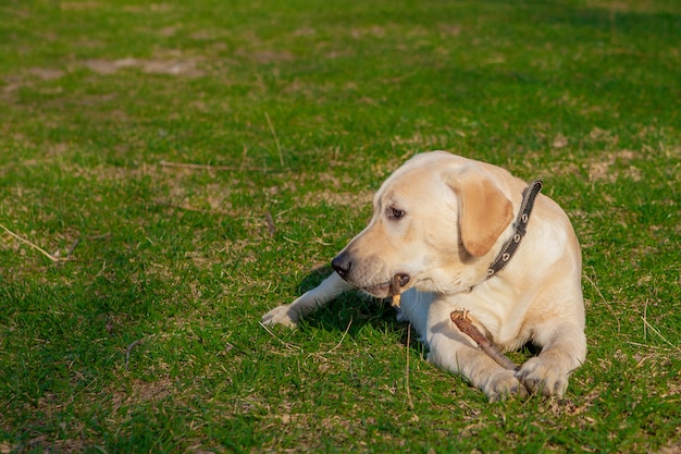 Labrador retriever dog sitting on the grass