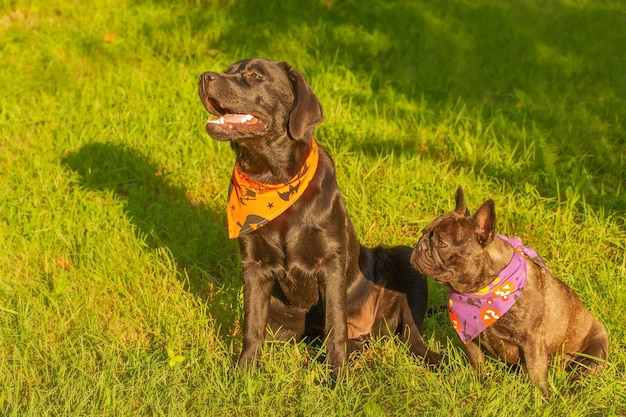 Labrador retriever and French bulldog sitting on the grass Two dogs in a bandana for Halloween