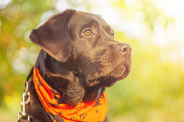 Labrador retriever in an orange bandana for Halloween Dog on a leash