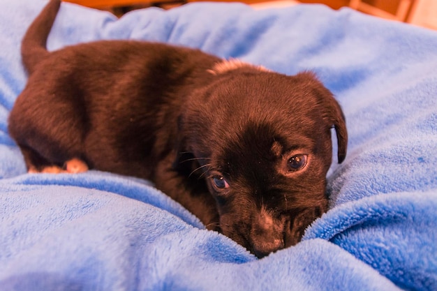 Labrador retriever puppy