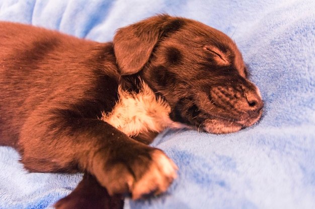 Labrador retriever puppy