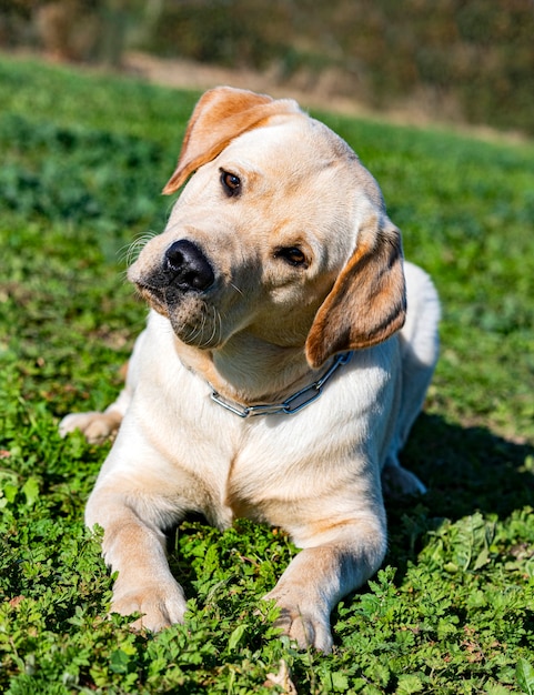 Labrador retriever staying for a training of obedience