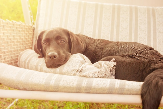 Labrador retriever on a swing A black dog rests in the garden