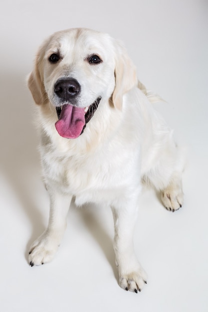 Labrador retriever on white background