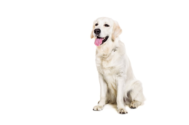 Photo labrador retriever on a white background