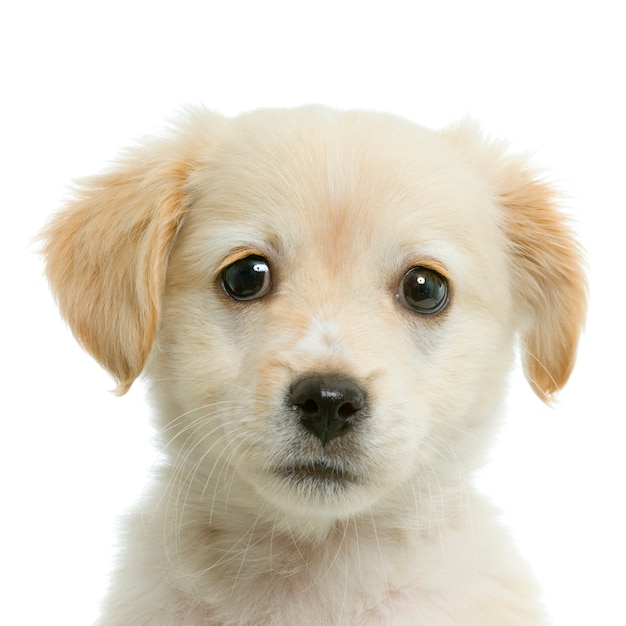 Labrador retriever white dog portrait isolated