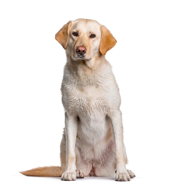 Labrador sitting against white background