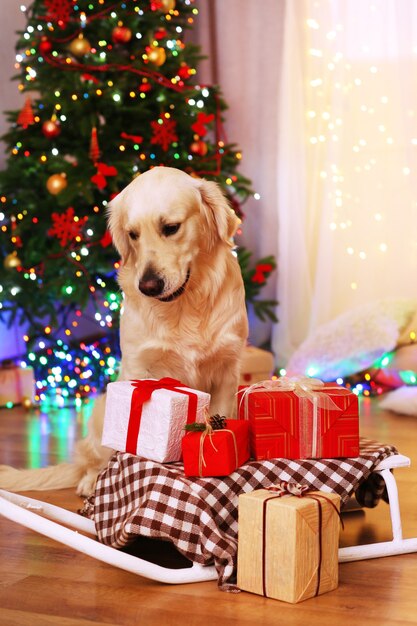 Photo labrador sitting near sledge with present boxes on wooden floor and christmas tree surface