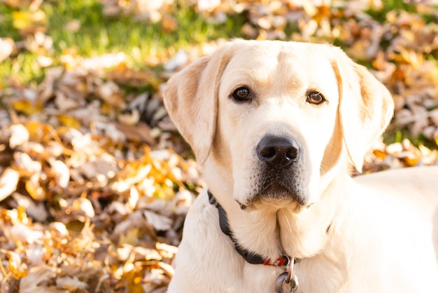 labrador tethered and waiting near the pole.