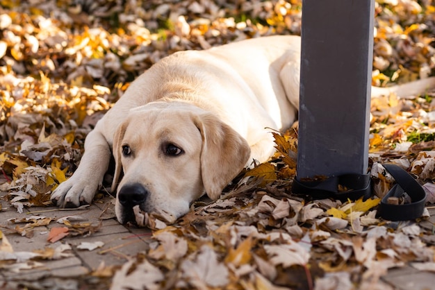 labrador tethered and waiting near the pole.