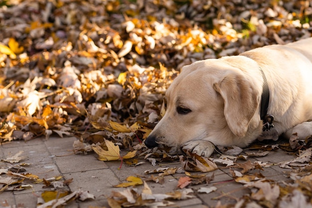 labrador tethered and waiting near the pole.