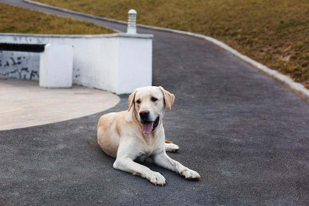 Labrador on a walk in the park