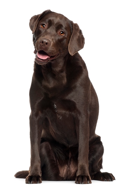 Labrador with 2 years old. Dog portrait isolated