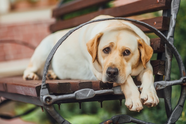 Labradore sitting on bench at the park. Dog is waiting for his friend and looking into the distance with sad eyes.