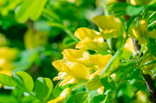 Laburnum anagyroides yellow flowers. Blossoming yellow acacia with leaves on green background. Acacia flowers on long branch. Closeup, selective focus