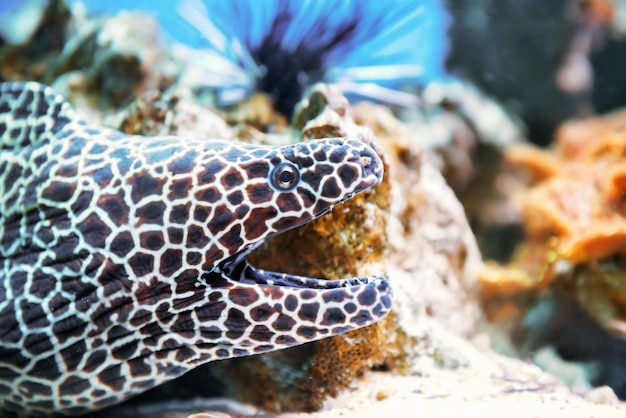 Laced moray fish at coral reef as nature underwater sea life background