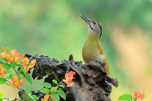 Laced woodpecker bird Picus vittatus